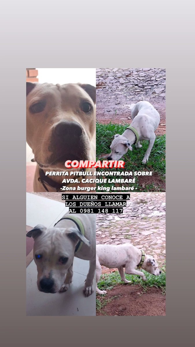 Aymar07Rios's tweet photo. @MascoterosPy   Favor compartir.. 🙏
@patitaperdidas @SalvandoPatitas @perdidospy https://t.co/zTs5FdNSrb