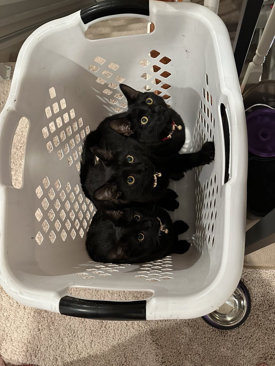 Edgar, Allen, and Poe are the cutest babies. 8 months old! #BlackCats #CatsLover