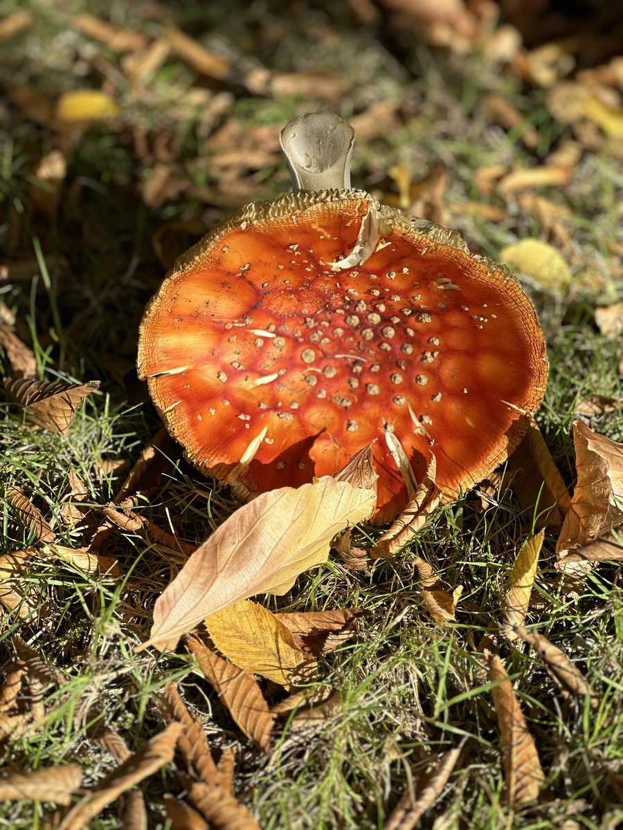 A beautiful de-capped Amanita Muscaria 🍄 #autumncolours #amanitamuscaria #October2023 #pnwphotographer #dailyviewbc