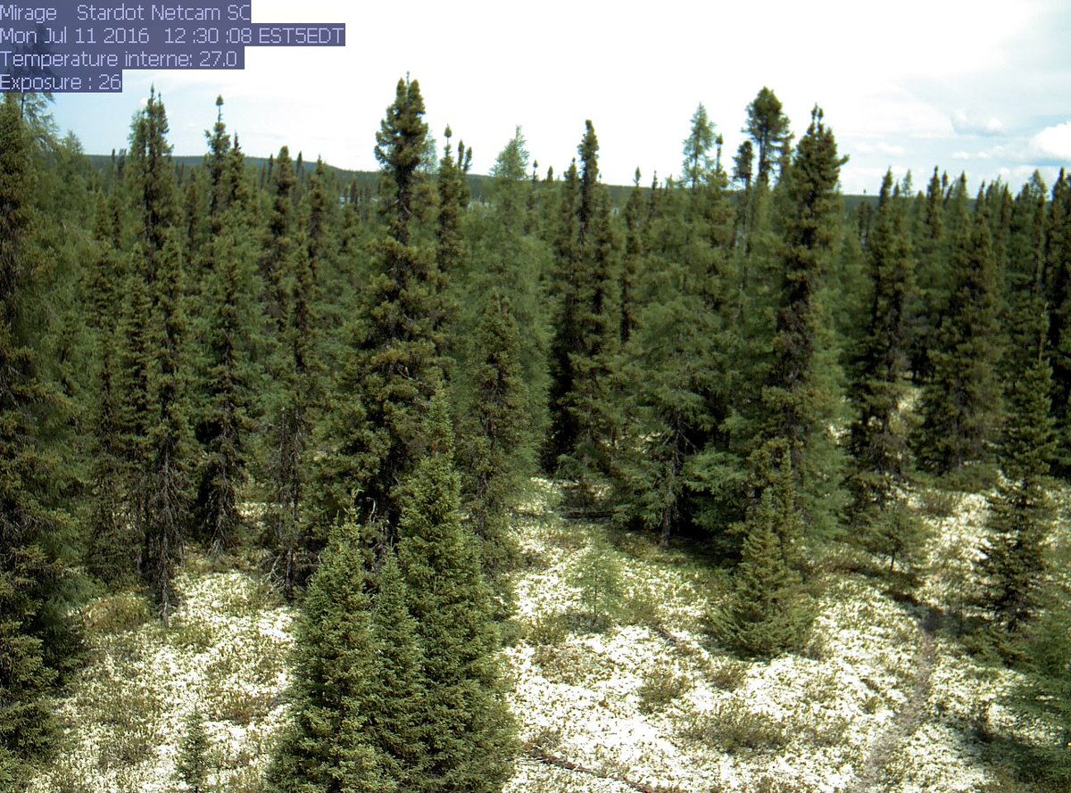 Evergreen needleleaf

⭐ Eastern Canadian Shield taiga ecoregion

📍 Mirage, Québec, Canada

🌿 dominant species: Picea mariana

📷 Sergio Rossi

#plants #landscape #photography #nativeplants #ecoregion #nature #biodiversity #maps #explore #education #botany #canada #pine