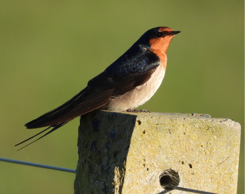 Sitting for his portrait to be painted
#birds #TwitterNatureCommunity #XNatureCommunity