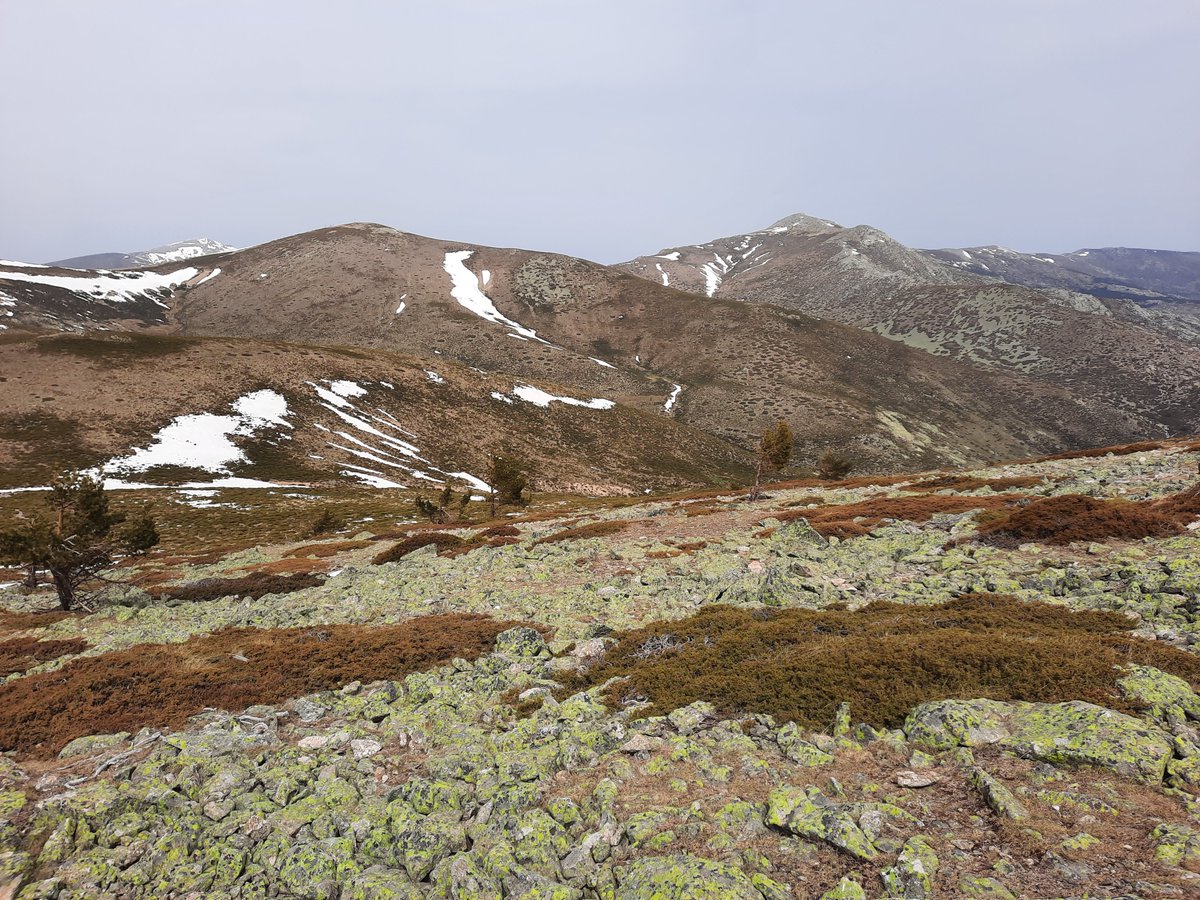 Global Vegetation Project (@globalvegproj) on Twitter photo Oromediterranean grassland & scrubland
⭐ Iberian conifer forests ecoregion
📍 Near Maliciosa Peak, Comunidad de Madrid, Spain
🌿 dominant species: Cytisus oromediterraneus, Festuca indigesta, Linaria nivea, and Pilosella castellana
📷 Francisco M. Azcárate <a href="/FMAzcarate/">Francisco M Azcárate</a> Oromediterranean grassland & scrubland
⭐ Iberian conifer forests ecoregion
📍 Near Maliciosa Peak, Comunidad de Madrid, Spain
🌿 dominant species: Cytisus oromediterraneus, Festuca indigesta, Linaria nivea, and Pilosella castellana
📷 Francisco M. Azcárate <a href="/FMAzcarate/">Francisco M Azcárate</a>