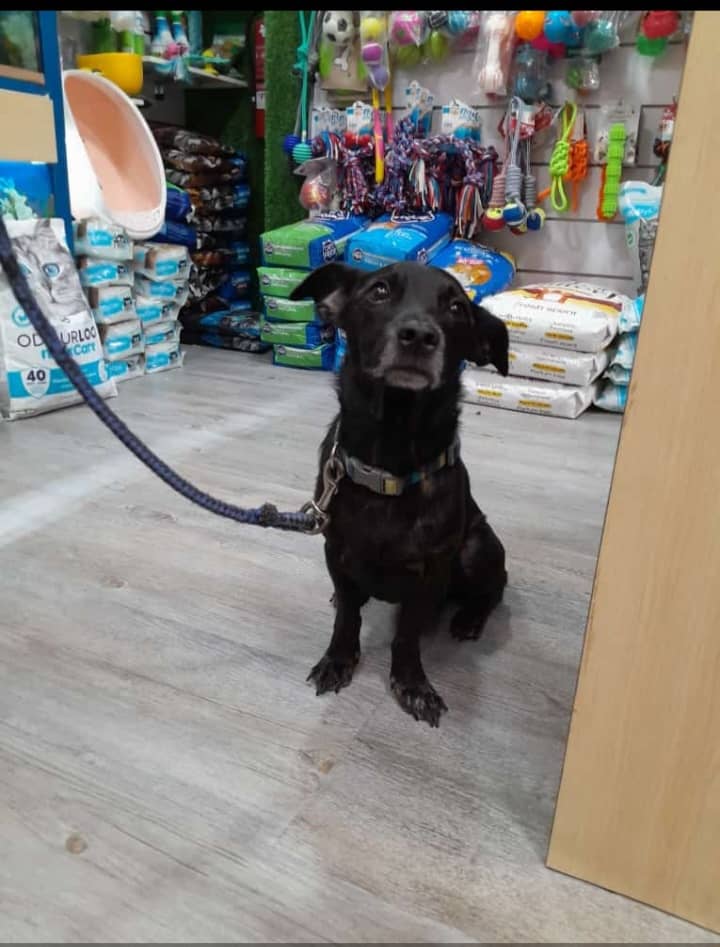 yaracalcagno's tweet photo. Difundo. Perrito se encuentra resguardado en Unimascotas de Los Palos Grandes. Fue encontrado en la 4ta. Avenida de la misma zona. Si lo reconocen, llamar al 0414-2120826 https://t.co/2n1Un7BPDh