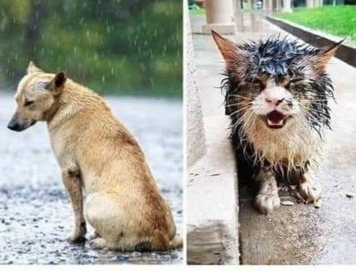 lyssitta's tweet photo. Estamos en #AlertaRoja por la tormenta tropical PILAR 🌧 la cual traerá lluvias intensas en el territorio 
Si ud puede dar resguardo a un ser indefenso que no tiene a donde protegerse,  hágalo por humanidad por favor 🙏
#ClimaSV https://t.co/uoLJVbw3hn