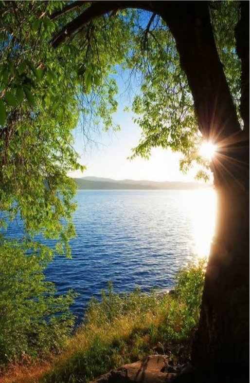 SiddikiSum66556's tweet photo. 🌿Nature🌿 is the closest place to Heaven on Earth🌿.

#lovenature 
#plantmoretree 
#SafeEarth 
#stopdeforestation https://t.co/4WiIManxs0