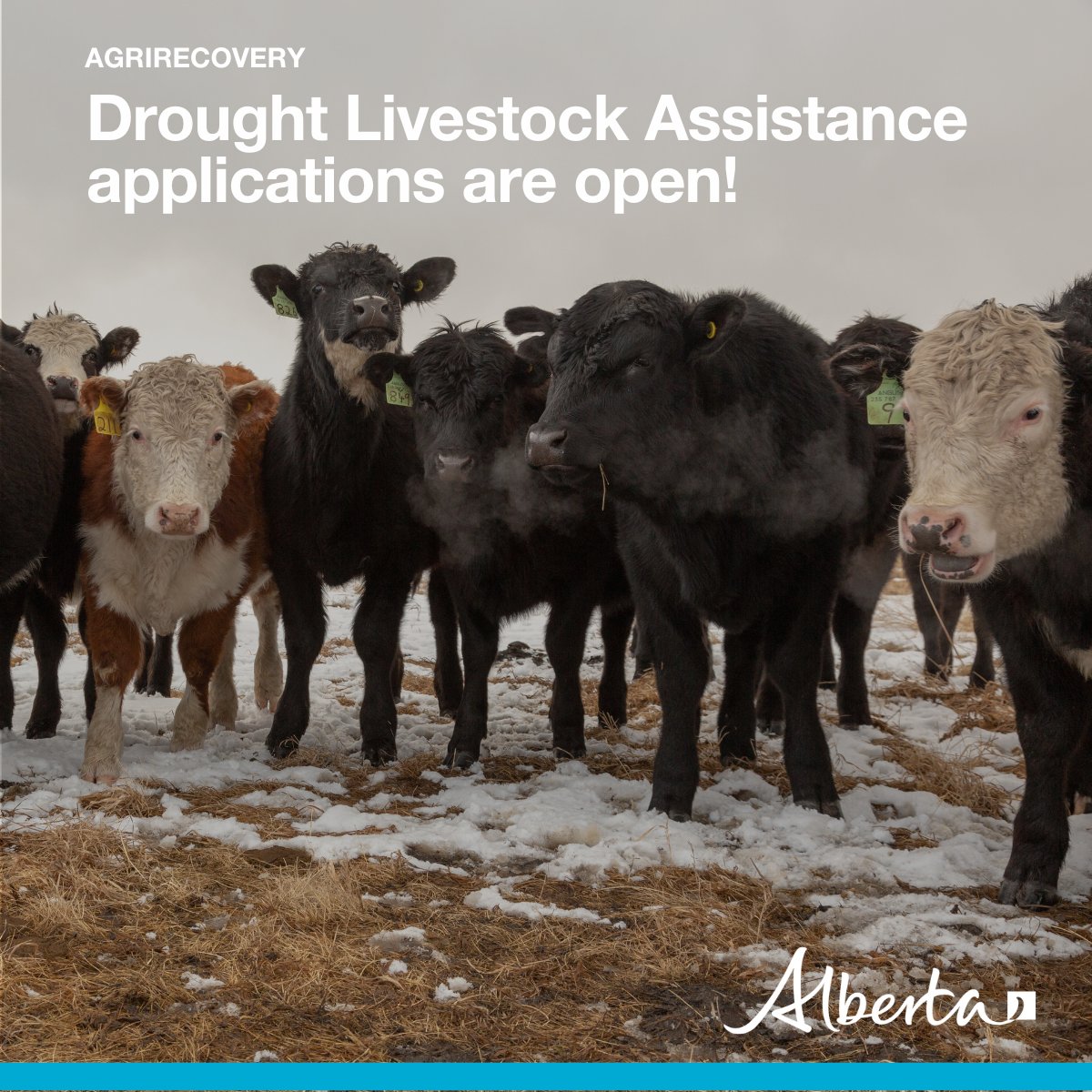 💰 Applications are now open for the 2023 Canada-Alberta Drought Livestock Assistance program! #abag 🔗 Learn more and apply: afsc.ca/income-stabili…