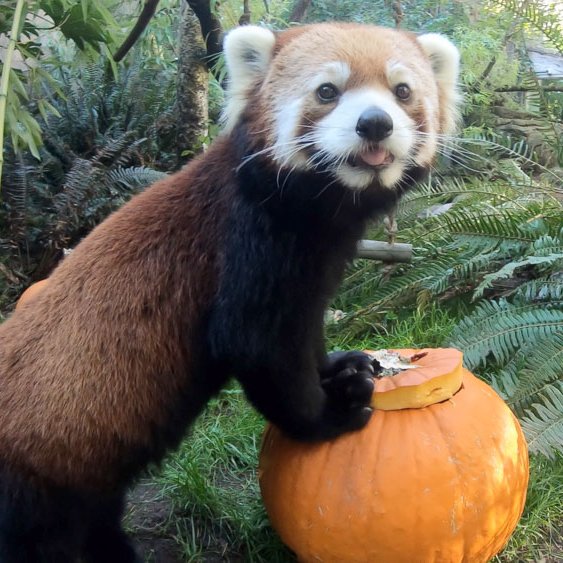 OMGourd Moshu