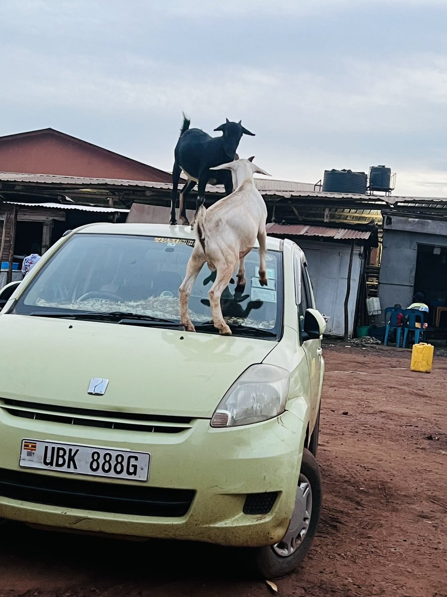 NzeChris4's tweet photo. If you decide to buy a small car 🚗.Every thing disrespects you #fearwomen https://t.co/t7HPJ4fVmO