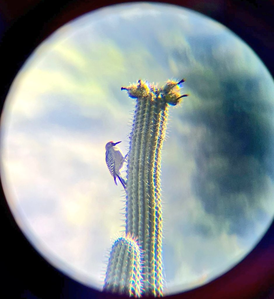 Ambiente_GobOax's tweet photo. #AverAves 🦅 || Junto al equipo del Programa de Aves Urbanas (PAU) Oaxaca, de la @CONABIO, el fin de semana realizamos un avistamiento de aves dentro del Monumento Natural Yagul, espacio catalogado como Patrimonio de la Humanidad por la @UNESCO.🦜🐦🦉

@salomonj 
@INAHmx https://t.co/Ddba945PJM