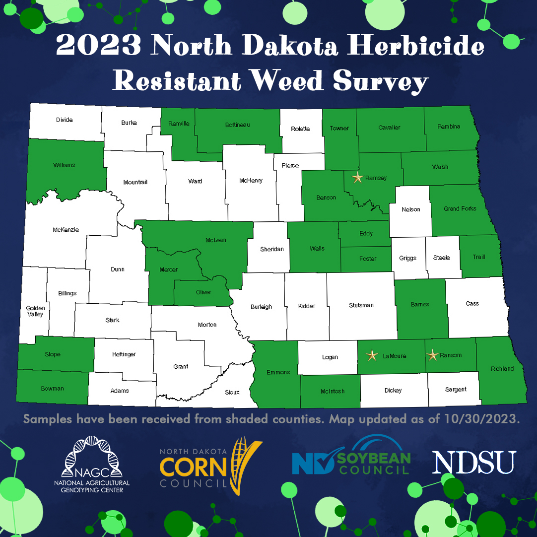 nagclab's tweet image. We have received samples from 3 additional North Dakota counties to bring the running total to 25 counties being represent in the 2023 ND Herbicide Resistant Weed Survey! Learn how to submit samples for FREE here ndsoybean.org/north-dakota-h… #NAGCLab #WeHaveATestForThat