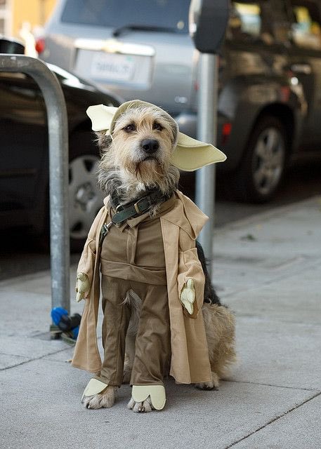 atdanwhite's tweet photo. Ok fuck this. I spent $400 on movie-quality prosthetics only for my coworker Donna’s fucking dog to win “best costume” at our office. https://t.co/GaaWolxv57