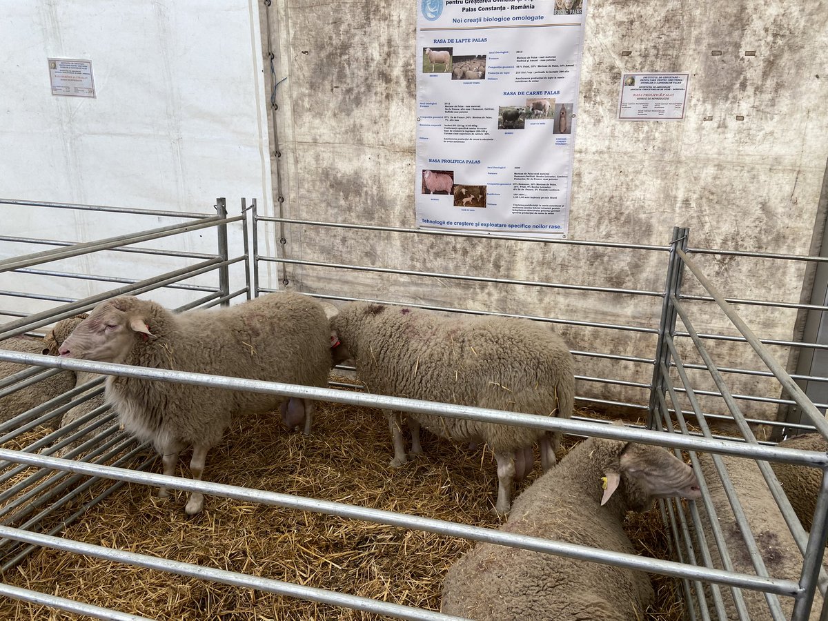 Se podría decir que fui a “Expo La Rural” de Rumania 🇷🇴
De a poco conociendo la zona, ya vendrán más fotos del campo