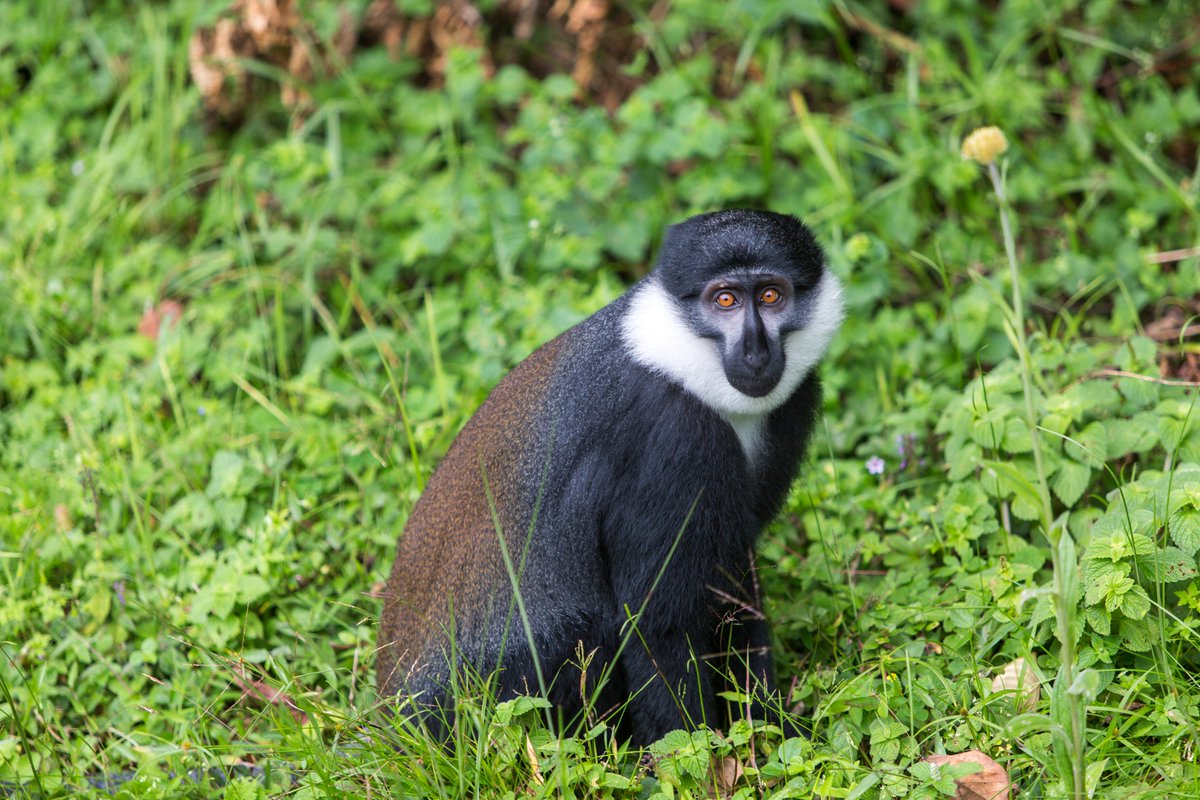 visitrwanda_now's tweet photo. The @Gishwati_Mukura National Park is a UNESCO Biosphere Reserve and a unique destination for adventure seekers.

Why visit the park?

🌿 Primates and bird watching
🌿 Chimp tracking
🌿 Cultural experiences
🌿 Hiking and guided nature walks

Learn more 👉🏿 https://t.co/fGb3ciAWp9

#VisitRwanda🇷🇼 | #GSRwanda