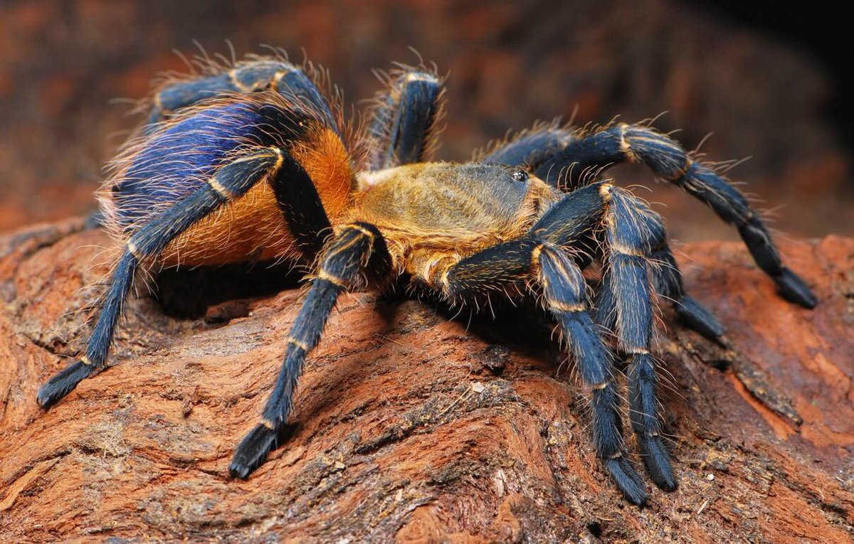 TheSpiderShop tweet media