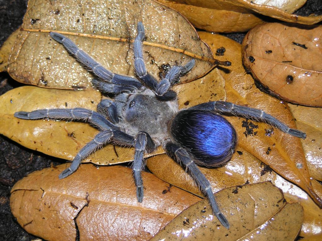 TheSpiderShop tweet media