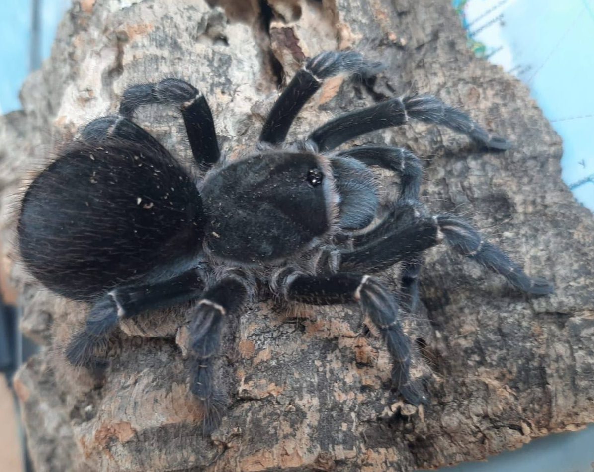 TheSpiderShop tweet media