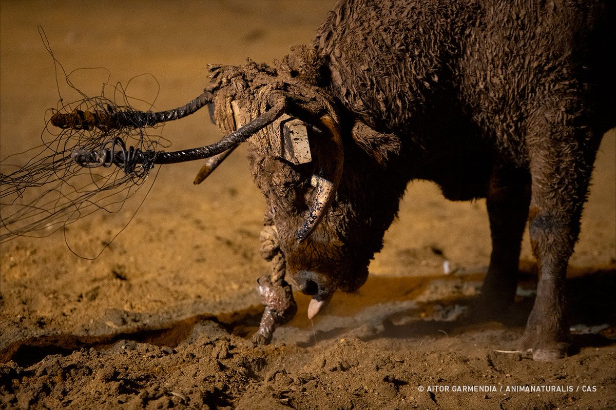 ⛔️✋️El #ToroJubilo de Medinaceli debe detenerse. 

Atar bolas de fuego a un toro es cruel e inhumano, @012jcyl. La reciente noticia de Cataluña muestra que el cambio es posible. 

#ToroJubilo2023 via @AnimaNaturalis