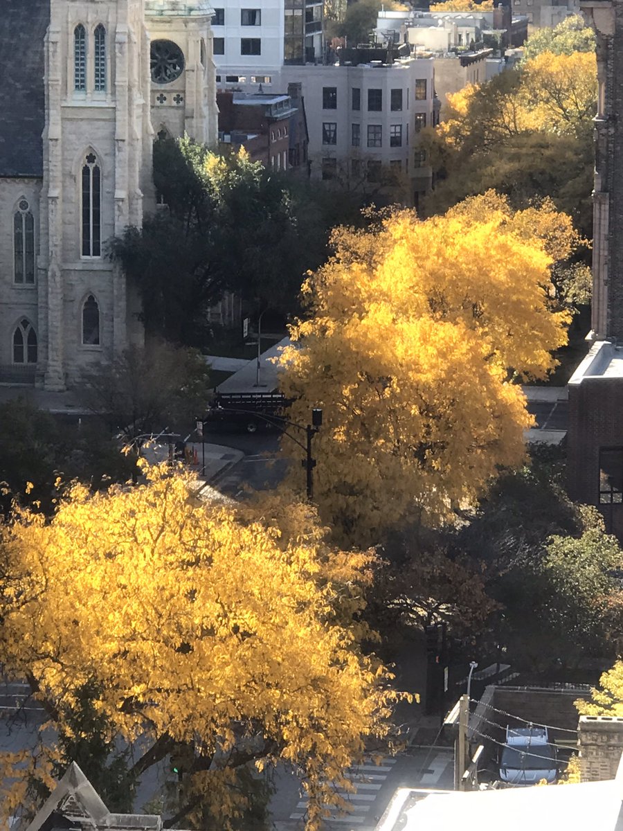 The sun has returned to Chicago, and the locusts shout their radiant glory.