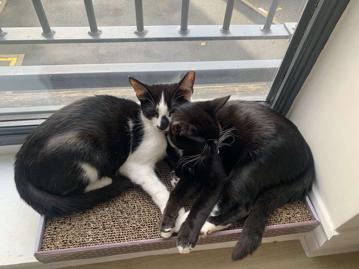 LDNCityKitties's tweet photo. These two furballs are special and promise to fill your life with love, laughter, and, of course, a few mischievous moments! 😸 

Find out more about them here 👉https://t.co/X4cHecymrg

#catoftheday #catsoftwitter #rescuekitties #adoptdontshop https://t.co/rRcrXyCuN6