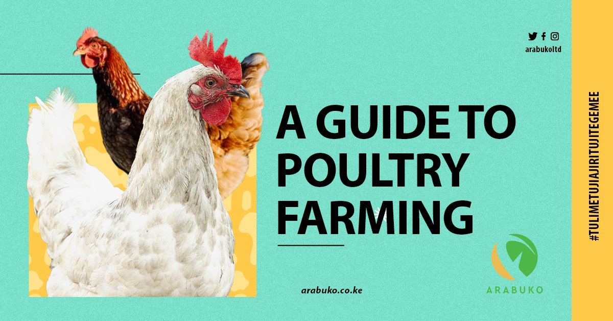 arabukoLtd's tweet photo. 🐔 Start Your Kenyan Poultry Farming Journey! 🌿

🤔 Thinking of launching or expanding your chicken farming business in Kenya? This guide has the answers. Poultry farming is a booming industry in Kenya, but success requires planning. In this series, we'll break down the steps. https://t.co/8wKfb0ujxO