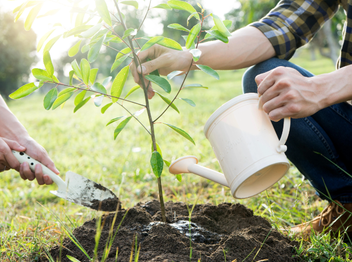 On en est où dans le programme de plantation de 2 milliards d'arbres, annoncé par le @parti_liberal en 2019. @Alec_Castonguay fait le point avec Christian Messier, professeur d'écologie forestière @UQAM ici.radio-canada.ca/ohdio/premiere…