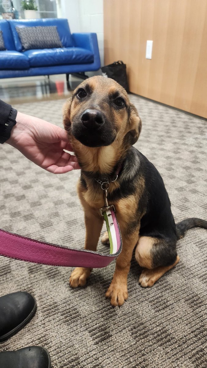 tansyko's tweet image. Meet Layla!! She&apos;s so sweet.  When I went down to say hi, she climbed up on me to be held. I love our #AdoptablePets segments.  Makes Monday mornings so much easier.  @HB_SPCA @morninglive