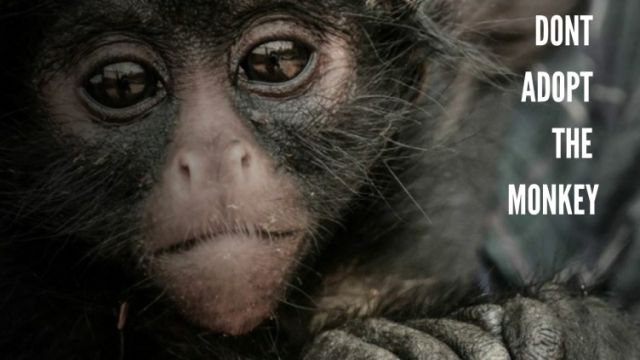 thinkers360's tweet photo. Unraveling The Monkey Trap: A Guide to Successful Leadership https://t.co/4v2urJENjj via @SabyWaraich of @PMSTAC on @Thinkers360 #BusinessStrategy #Leadership #ProjectManagement https://t.co/upcj3xpLDg