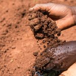 CIFOR_ICRAF's tweet image. #DYK that a single gram of #soil contains thousands of living species?

These organisms provide nutrients for plants. Therefore, the more #biodiverse soil is, the more nutritious our food is.

🔗: bit.ly/3lzzNsc

#SaveSoil #Trees4Resilience