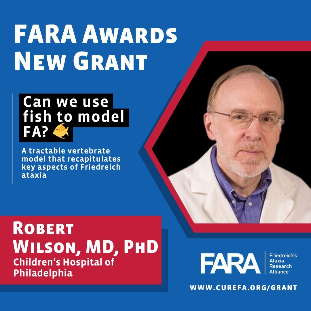 CureFA_org's tweet photo. Can we use fish to model FA? π
Dr. Robert Wilson harnessed the power of gene editing in zebrafish to create a new model for #FriedreichAtaxia. The #FARAGrantProgram is proud to support Dr. Wilson's work at @ChildrensPhila, as he dives deeper into exploring this model π¬ https://t.co/uDH901tPbM