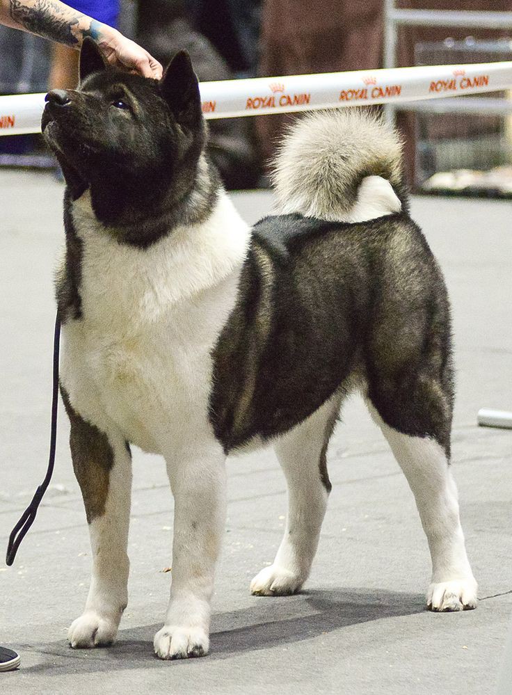 akitacutee's tweet photo. Akita puppies

#NoOilForIsrael #غزة_تنتصر #HamasTerrorrists #MatthewPerry #tariqjameel #Gaza #FreePalenstine #CeaseFireInGaza https://t.co/2Sr6ShczE3