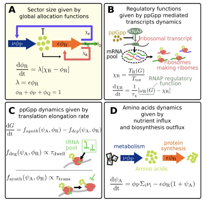 SPCGgroup's tweet image. New @SPCGgroup preprint, a growth model that links nutrient sensing to ribosomal allocation predicts damped oscillatory response to environment changes. @rossana88191832 , with @jacrickets and @LCalabreBiophys
biorxiv.org/content/10.110…