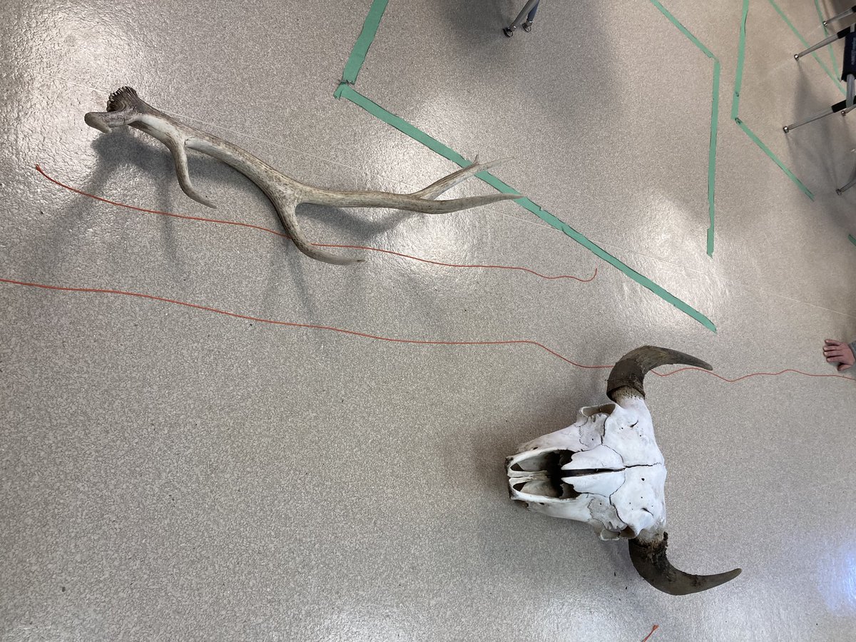 Measuring a polar bear’s tooth, a bison skull,an elk antler and a polar bear’s skull. Comparing sizes. Cool math Mrs. D. #igniteminds #kindlehearts #forgefutures