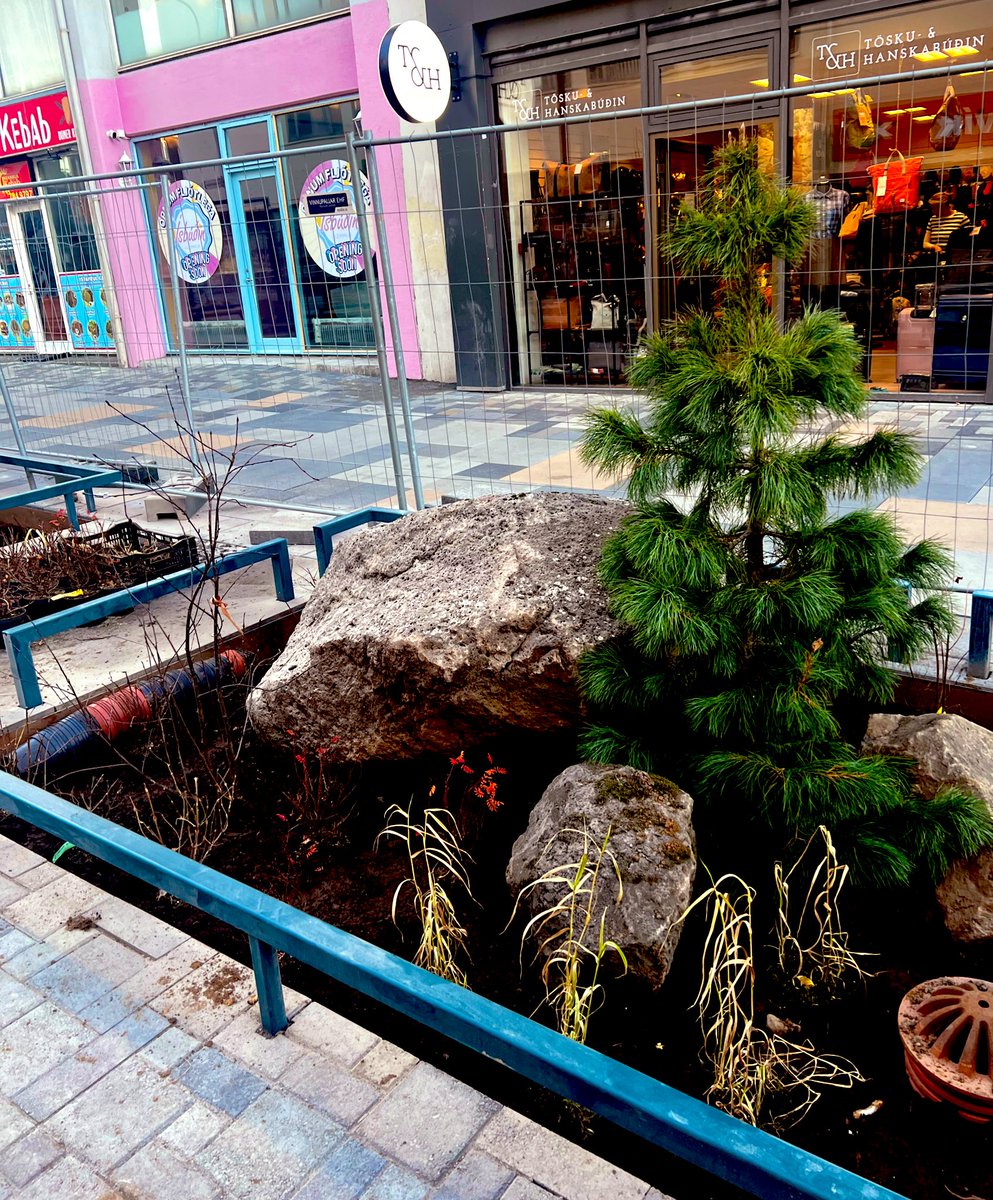 Sjá þetta Furukrútt á Hlemmi ❤️🌲🐦‍⬛ #alltaðkoma #hlemmur