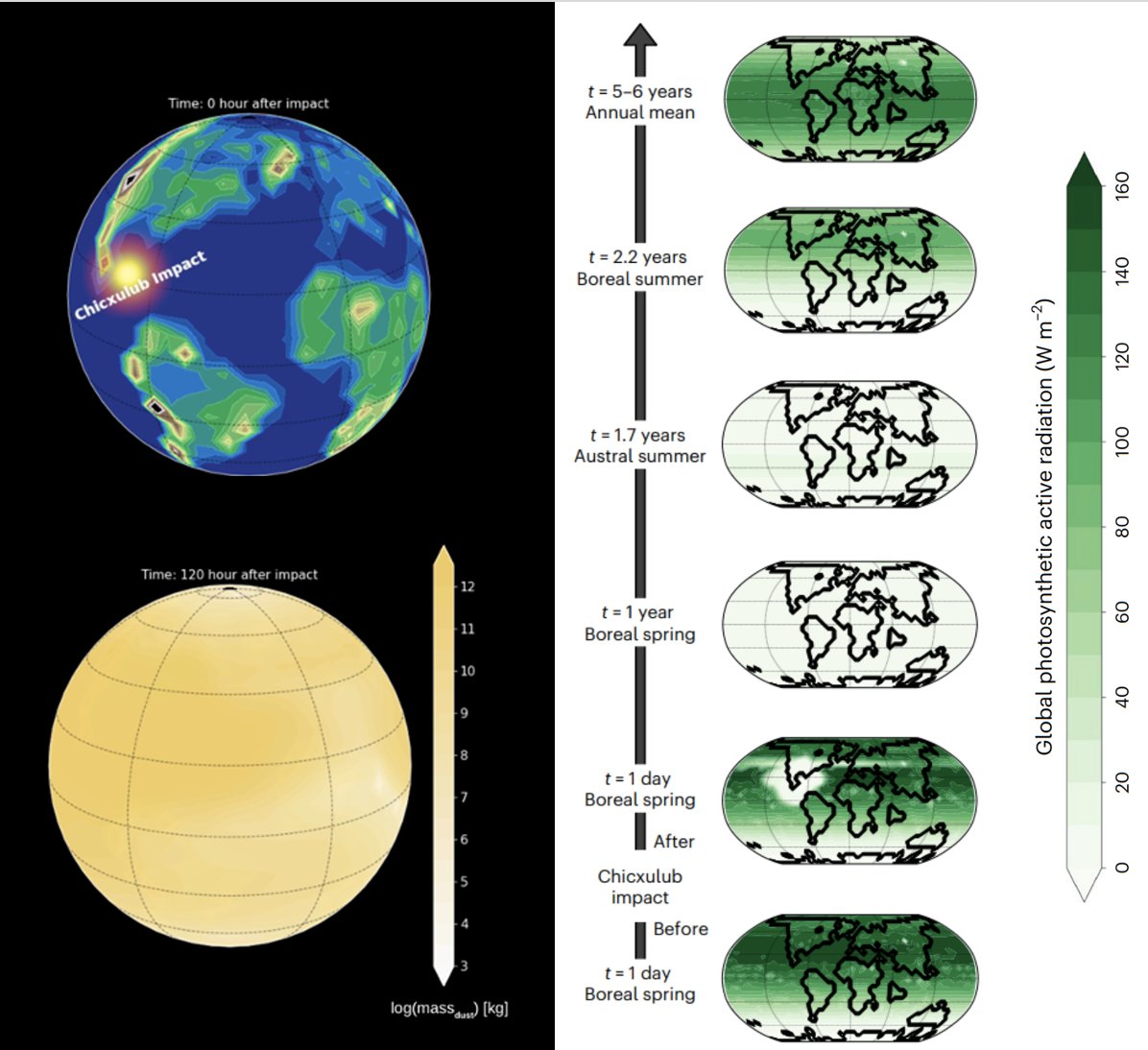PimKaskes's tweet photo. 4/5 🥶The modelling results showed that it became dark for at least 2 years! In combination with sulfur and soot, the dust played a key role in causing the #impactwinter and especially the shutdown of photosynthesis. Bad news for the non-avian #dinosaurs and other organisms 🦕! https://t.co/QASDPIqFiJ