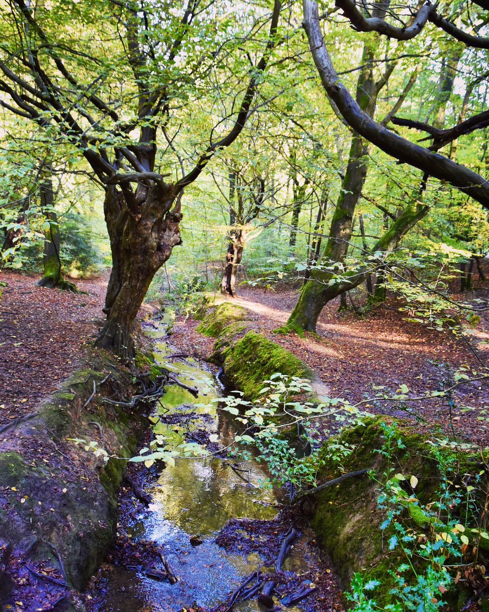CoLEppingForest's tweet image. Loughton Brook in #EppingForest. 

Share your photographs 📸 of
 Epping Forest this autumn using #EppingForestAutumn23 
🧡🍁🍂