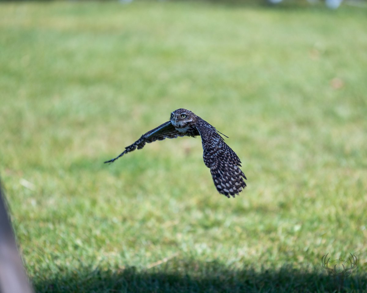 #shoco #burrowingowl #falconry #owl #birdofprey