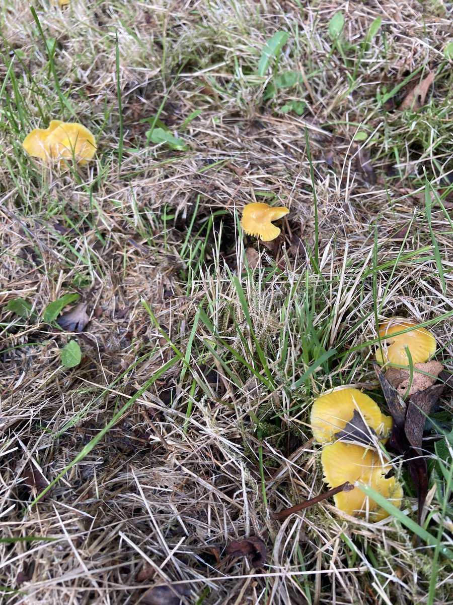 benhellfeld's tweet image. Butter wax caps on the wild meadow edges (cut approx 3 weeks ago)