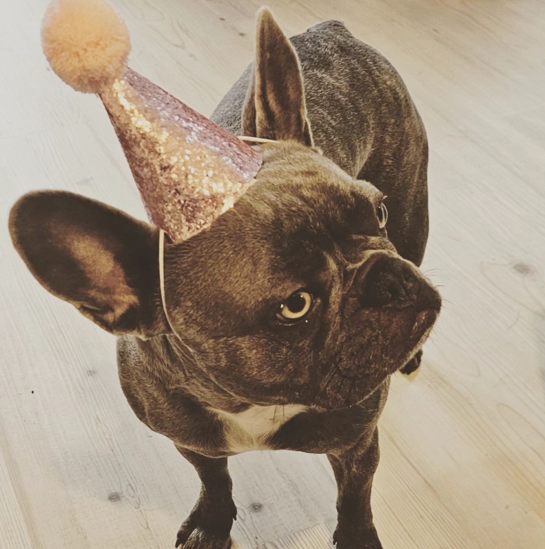 frenchbullycoco's tweet photo. Happy birthday to me... I am 3!
#BirthdayGirl #FrenchieFun #MansBestFriend #FrenchBulldog #FrenchBulldogLovers #FrenchieLife #FrenchieLove #UKFrenchie #FrenchieCrew #PuppyLove #DogOfTheDay
https://t.co/oXIlZpULtB https://t.co/bDCQIK80NL