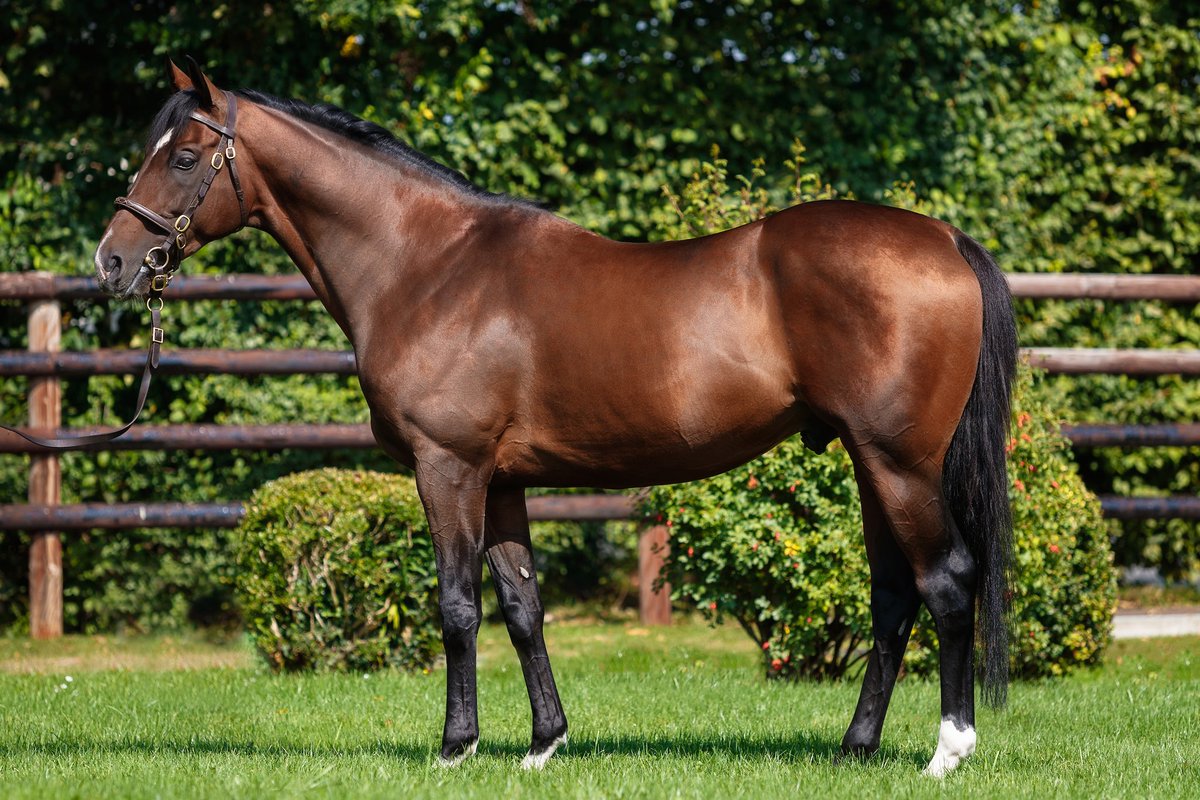 harasdulion's tweet photo. L’étalon ECTOT nous rejoint pour la saison 2024.
#HurricaneRun #Linamix
@Jour_de_Galop @francesire @francegalop https://t.co/RmCnIEFLy5