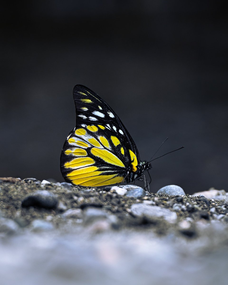 #butterflies 
#arunachalpradesh
 @ArunachalTsm 
@ArunachalCMO 

#shotonnikon
@NikonIndia 
@NatGeoIndia