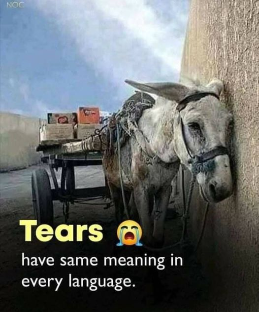 ZientekMary's tweet photo. Please, boycott animal slavery/torture. https://t.co/g4aTDHrBBw