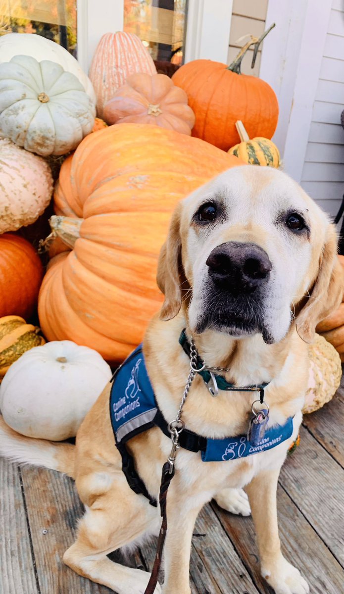 Obligatory <a href="/canineorg/">Canine Companions®</a> dog in his pumpkin Halloween photo opp. Thanks Sideboard for the food &amp; backdrop.