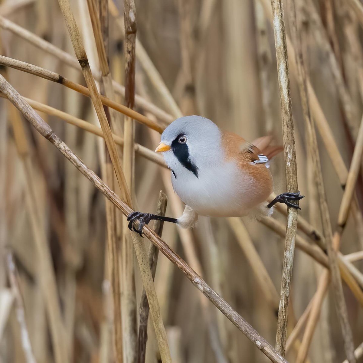 MarkEvansNature's tweet photo. An elusive and acrobatic Bearded Tit does the splits at @RSPBLeightonM https://t.co/4DqS8c0eMC