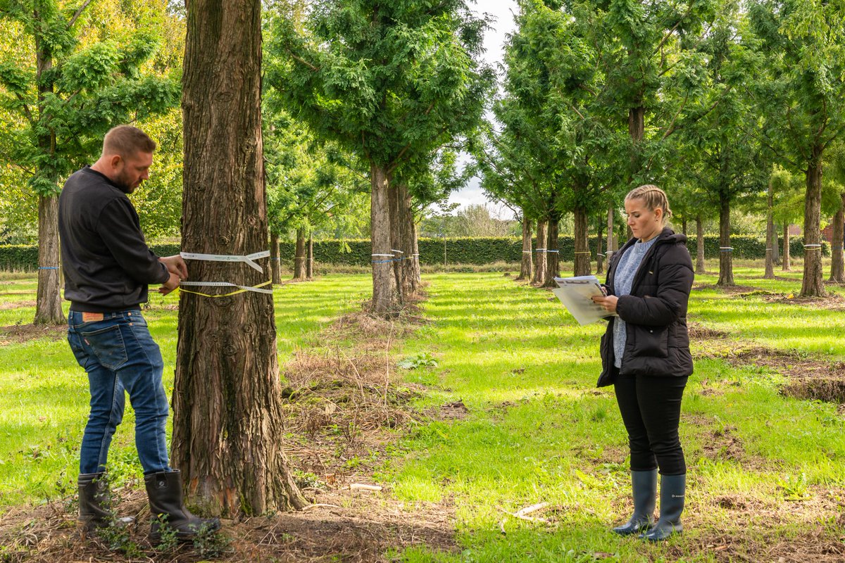 HullMaritime's tweet image. The trees for Queens Gardens have been selected and tagged! 😆

New blog post coming soon... 🌲