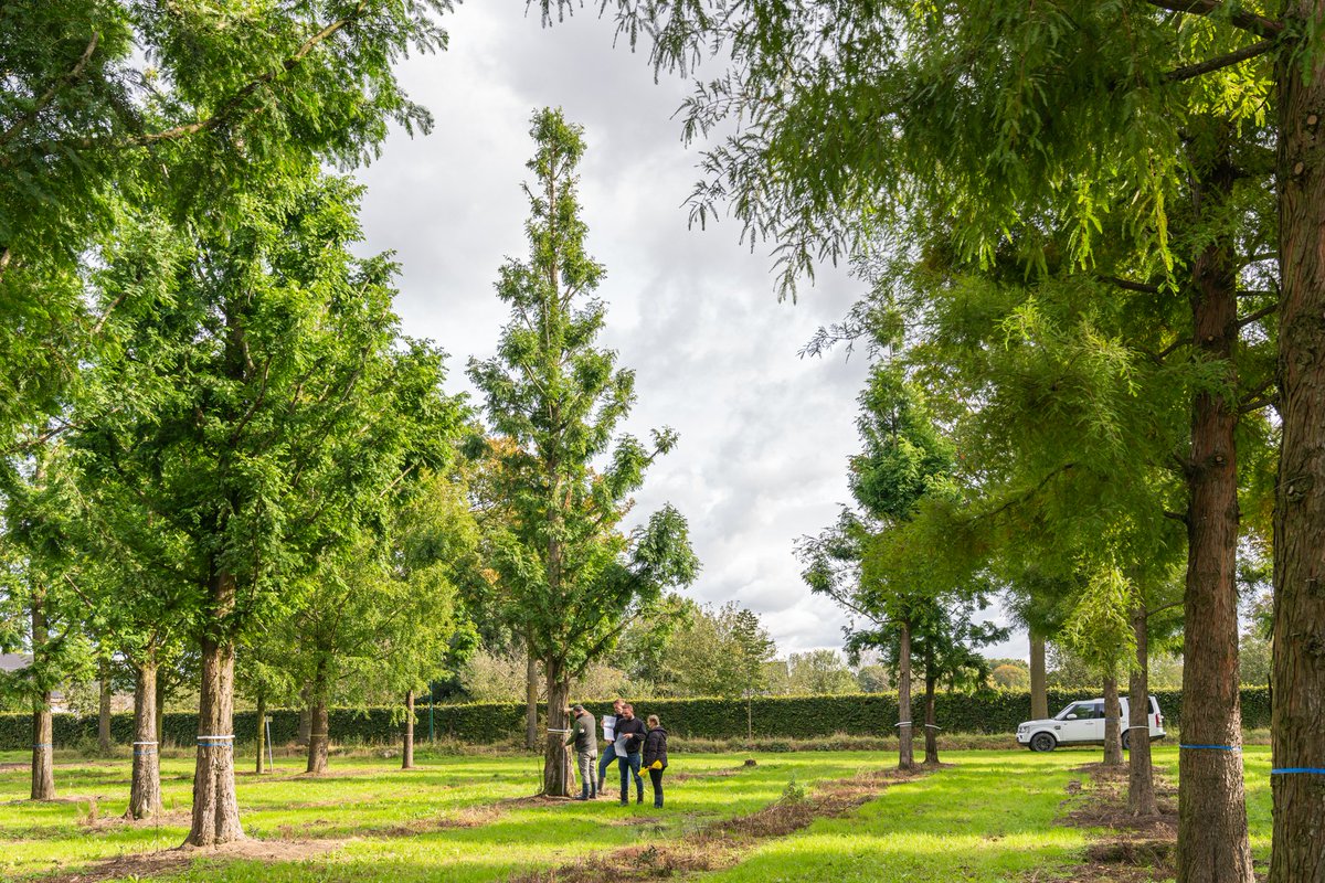 HullMaritime's tweet image. The trees for Queens Gardens have been selected and tagged! 😆

New blog post coming soon... 🌲