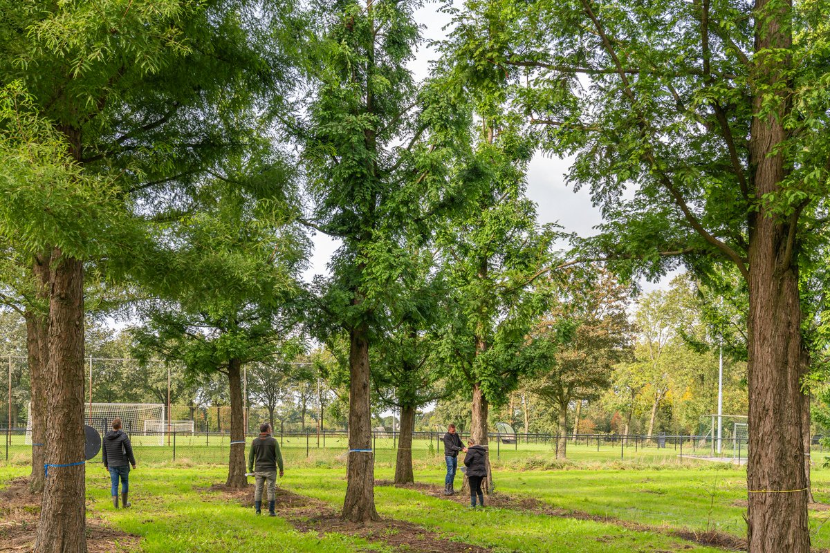 HullMaritime's tweet image. The trees for Queens Gardens have been selected and tagged! 😆

New blog post coming soon... 🌲