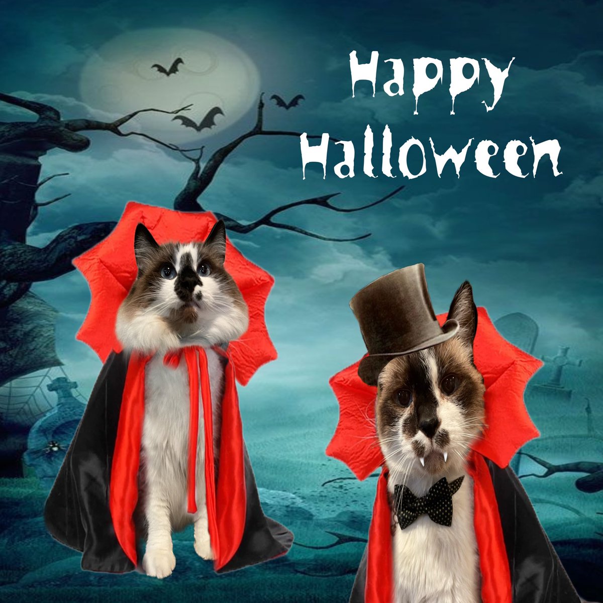 #HalloweenCatParade23 
#SNELovesPets #CatsOfTwitter #CatsOfX #KittyTwitter #Halloween #Halloween2023