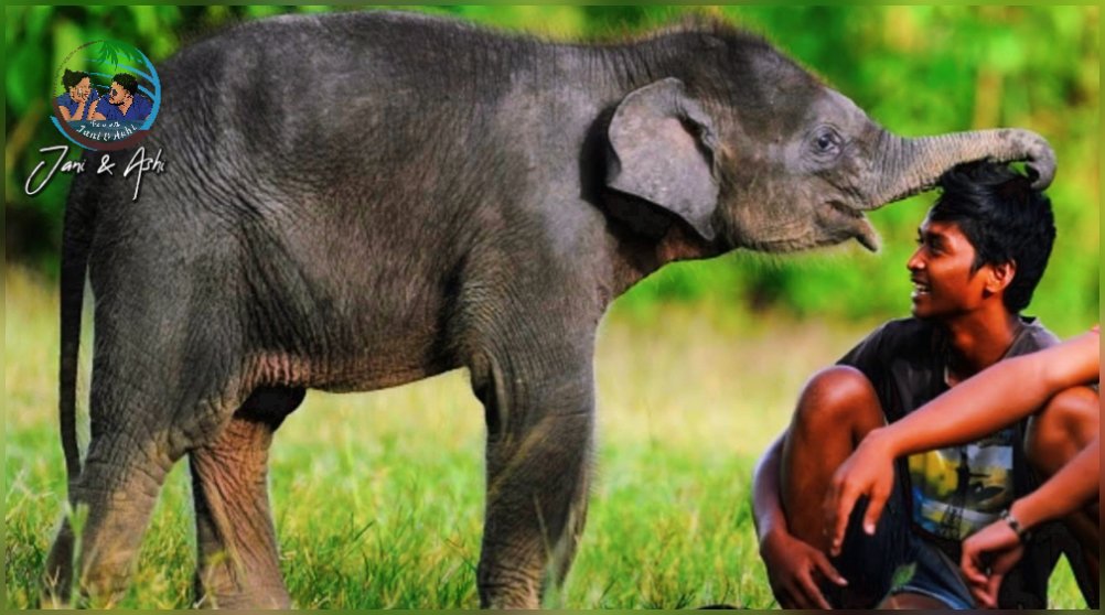 һeагt to һeагt 💞🌳🐘🐘 අලි මරල අපේ රට  World cup ගහද්දී ලෝකයා🥺🙏
𝐓𝐫𝐚𝐯𝐞𝐥 𝐰𝐢𝐭𝐡 𝐉𝐚𝐧𝐢 & 𝐀𝐬𝐡𝐢 💦🌿🍃🇱🇰
____________________________
.
.
.
#jani_ashi #travelling #srilankatravel  #Jungle #eliphant #eliphantlover #eliphantlove #eliphantsrilanka #Agbo #agboelephant