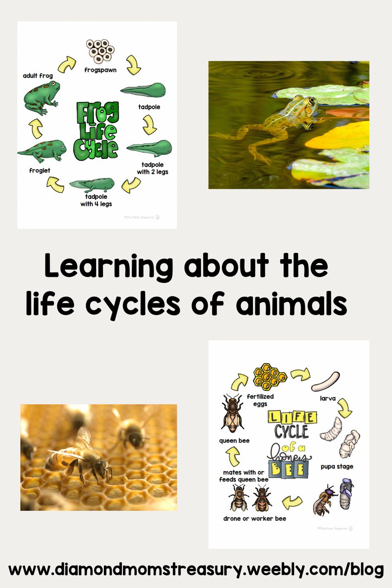 Every animal on Earth has a life cycle - this is the process they go through from when they're born until they die.

Read the full article: How Studying Animals And Watching Them Grow Captures The Interest Of Kids
▸ lttr.ai/AJFE7

#learningaboutanimals