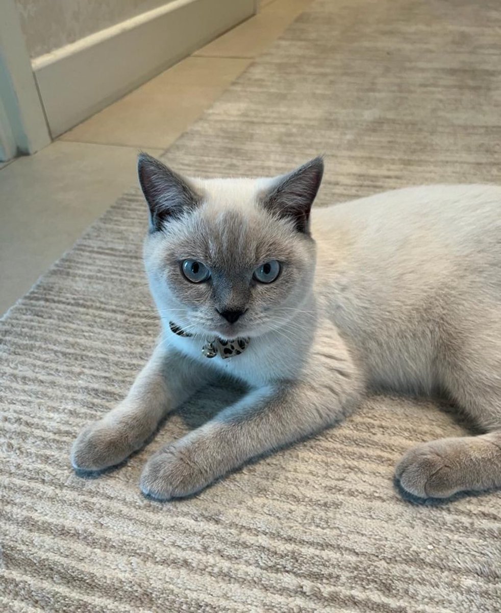 Badiko_'s tweet photo. Acilen yuva bulmam gereken 2 dişi kedi var. Eminim ikisini ayrı ayrı paylaştığımda birisini bir çok kişi isteyecek, trafik kazasında ölümden dönmüş tam 1,5 ay klinikte yaşam savaşı veren gözleri görmeyen  güzel, ponçik  kızıma kimse dönüp bakmayacak bile.. Bu yüzden bir ümit ikisini birden ailesine alıp çok sevecek o güzel kalpli kişiyi arıyorum... Yer: İstanbul